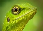 Terry Chambers_Green Crested Lizard.jpg